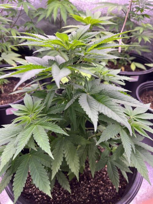 GangbudsGenes x tikimadman. Week 7 -  Pablos revenge #2