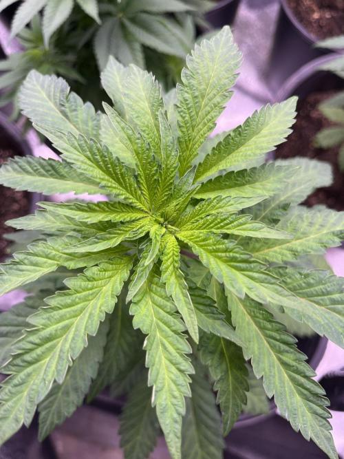 GangbudsGenes x tikimadman. Week 7 -  Pablos revenge #4