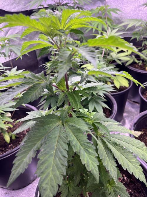 GangbudsGenes x tikimadman. Week 7 -  Pablos revenge #4