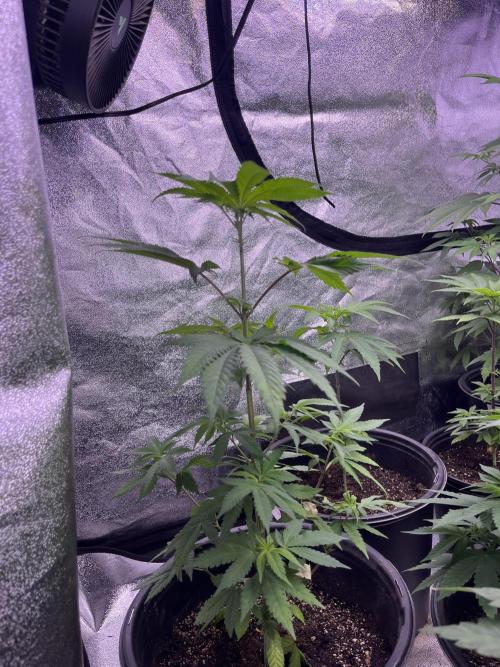GangbudsGenes x tikimadman. Week 7 -  Pablos revenge #5