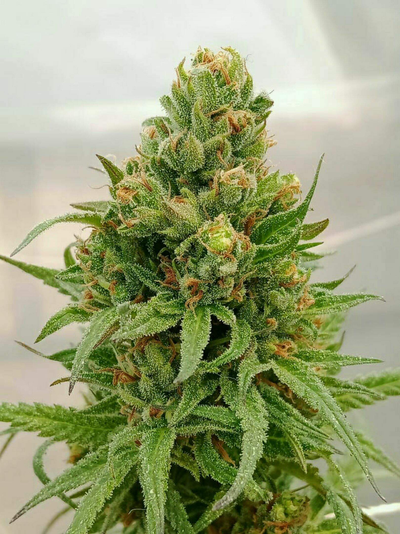 Ripper Seeds Zombie Kush 2 grow diary (journal) 2 week23 by