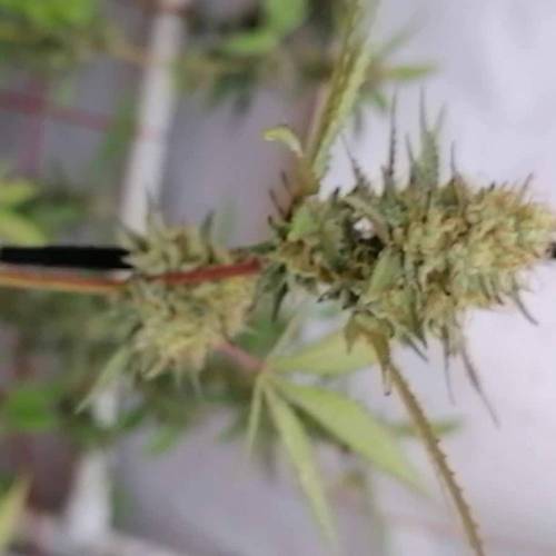 MexicanDip gangbudsgenes 