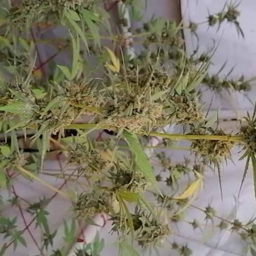 Seedsstockers x gangbudsgenes