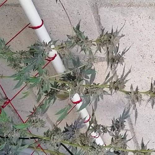 FatBudstards x Gangbudsgenes