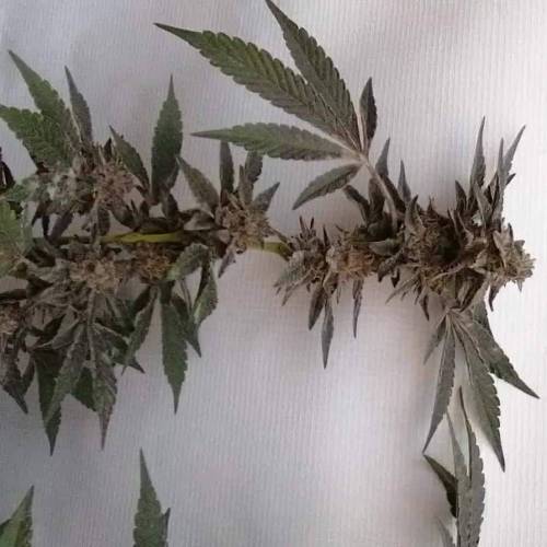 FatBudstards x Gangbudsgenes