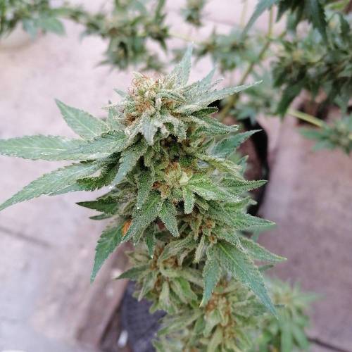 Mack and Crack Fem. Week 17