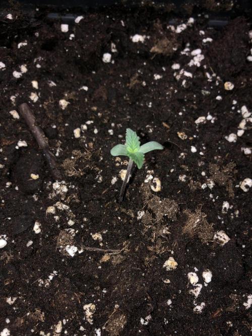 Amnesia Auto. Week 0