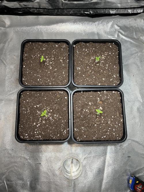 Amnesia Auto. Week 1 - Día 3