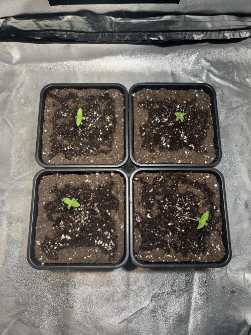 Amnesia Auto. Week 1 - Día 6