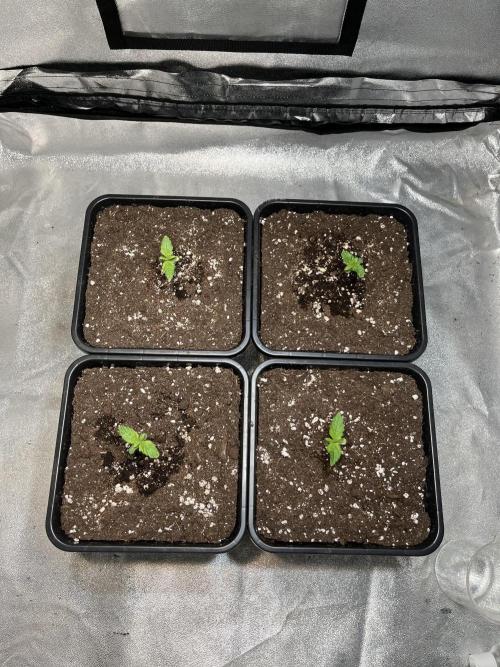 Amnesia Auto. Week 1 - Día 7