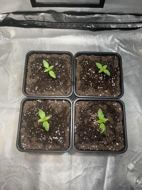 Amnesia Auto. Week 2 - Día 8 (S2D1)
