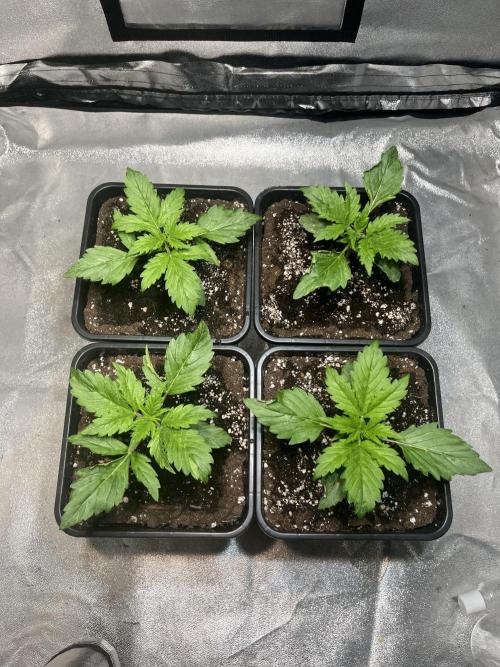 Amnesia Auto. Week 3 - Día 15.