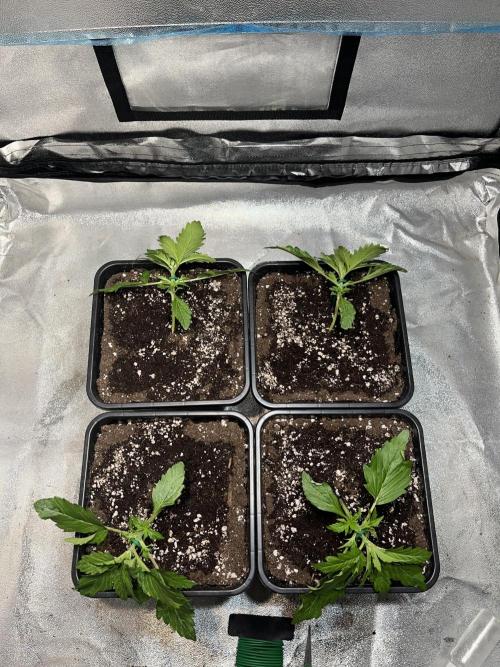 Amnesia Auto. Week 3 - Día 15.