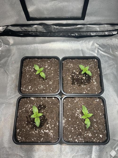 Amnesia Auto. Week 2 - Día 11 (S2D4)