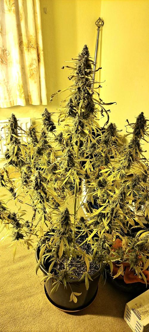 Strawberry Gorilla. Week 10