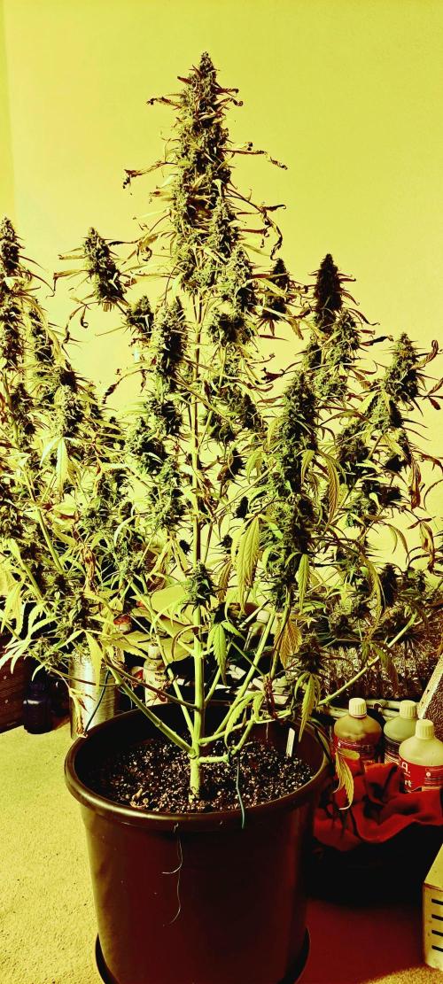 Strawberry Gorilla. Week 10