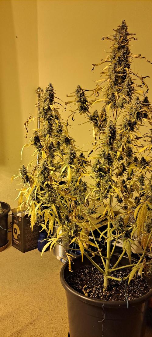 Strawberry Gorilla. Week 10