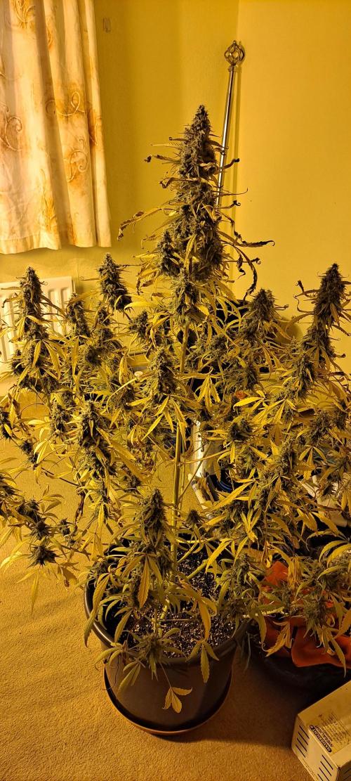 Strawberry Gorilla. Week 10