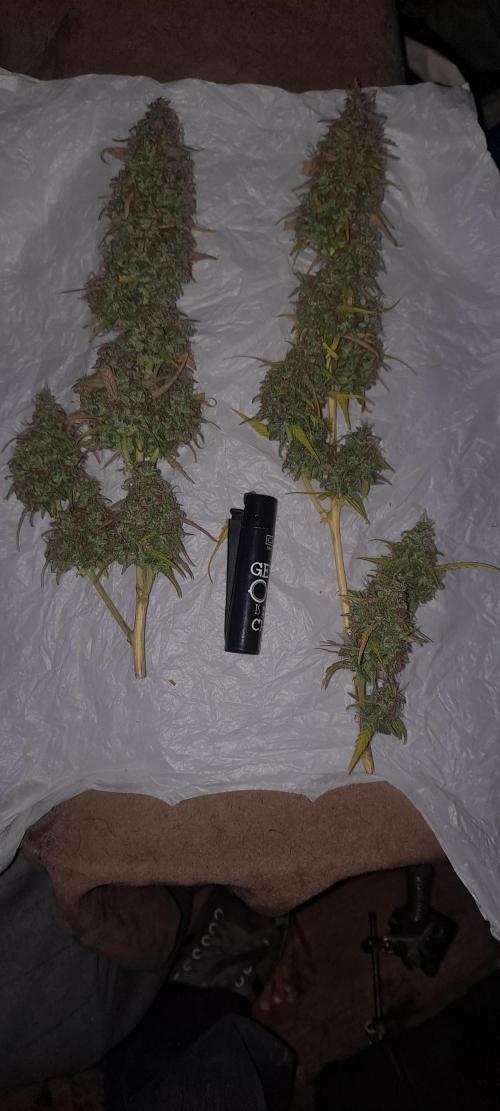 Strawberry Gorilla. Week 11