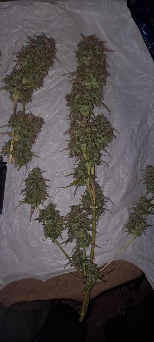 Strawberry Gorilla. Week 11