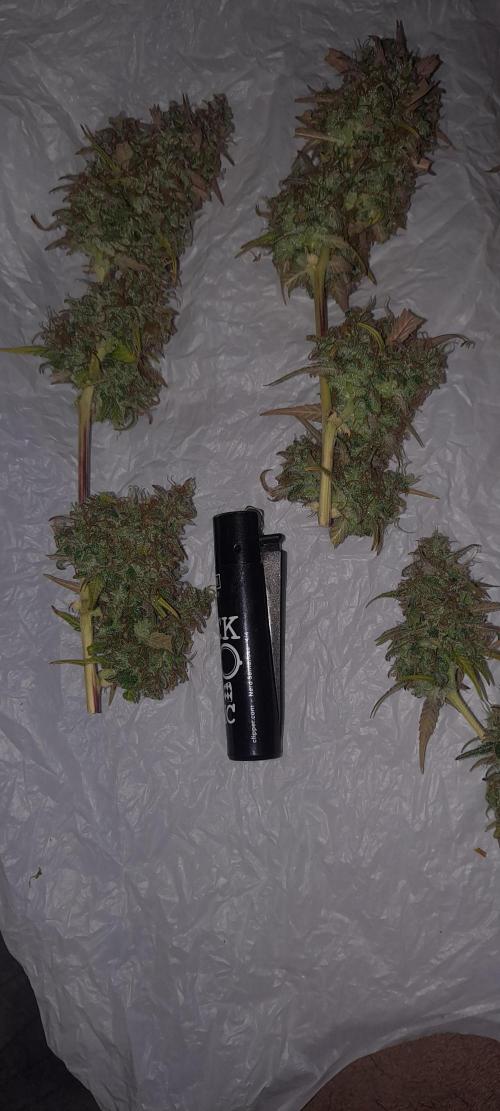 Strawberry Gorilla. Week 11