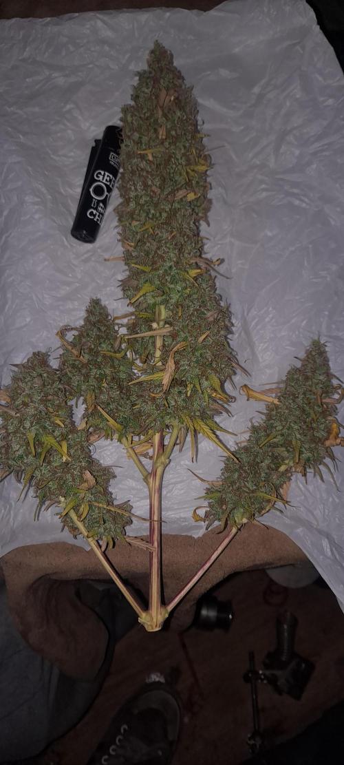 Strawberry Gorilla. Week 11