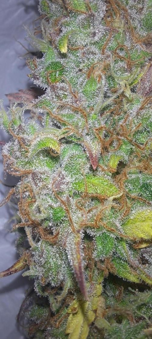 Strawberry Gorilla. Week 11