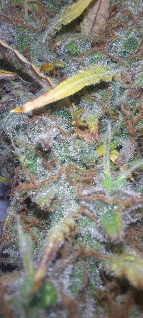 Strawberry Gorilla. Week 11