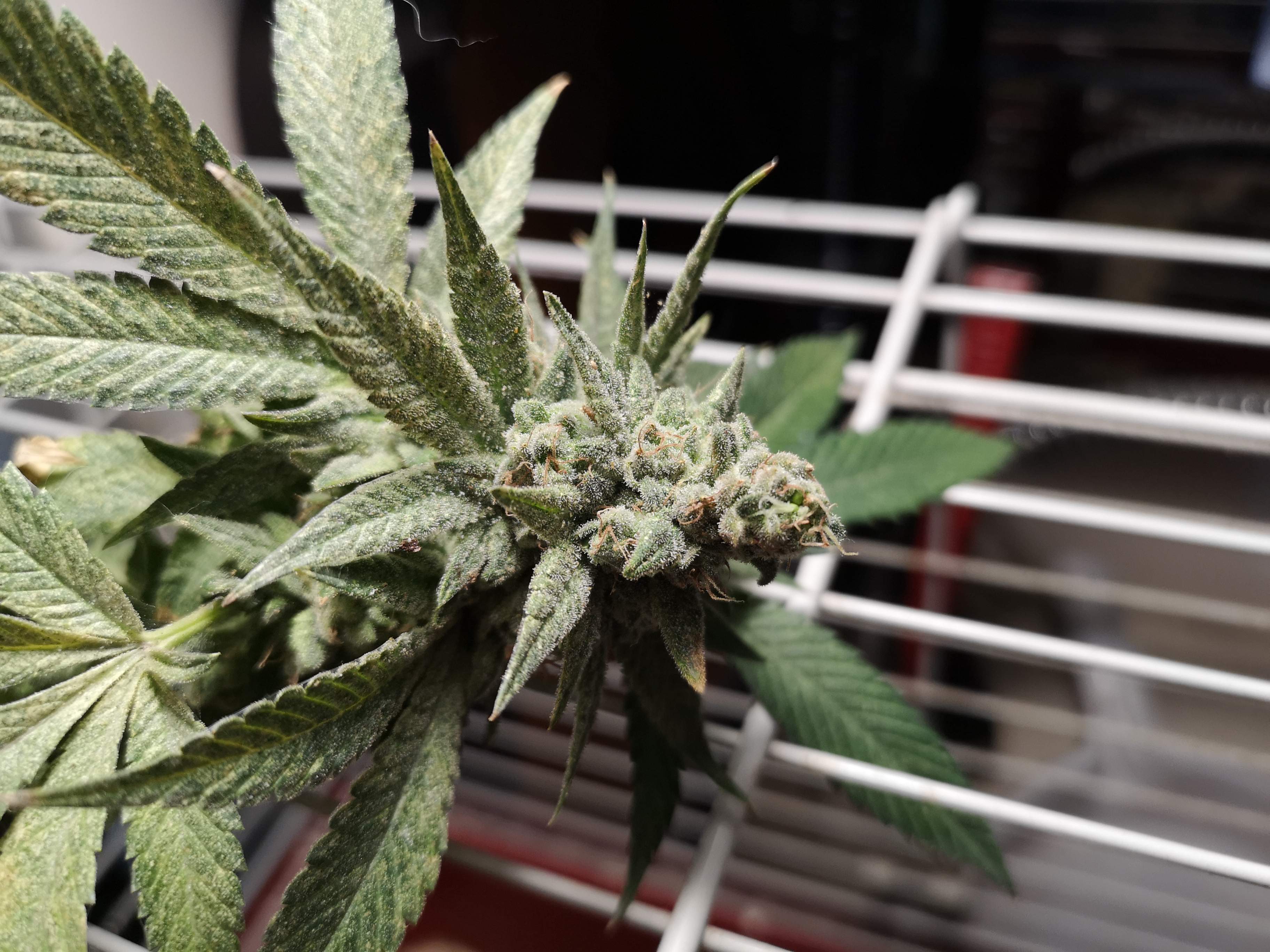 Royal Queen Seeds Pineapple Kush, Zambeza Rocket Banana, Aztech