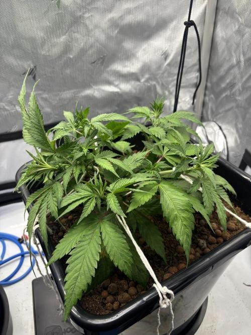 Nuggetz BPP RF3 🍌. Week 4