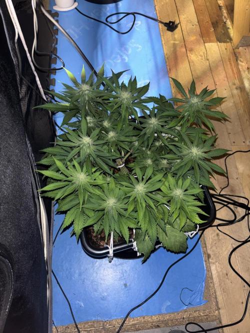 Nuggetz BPP RF3 🍌. Week 6