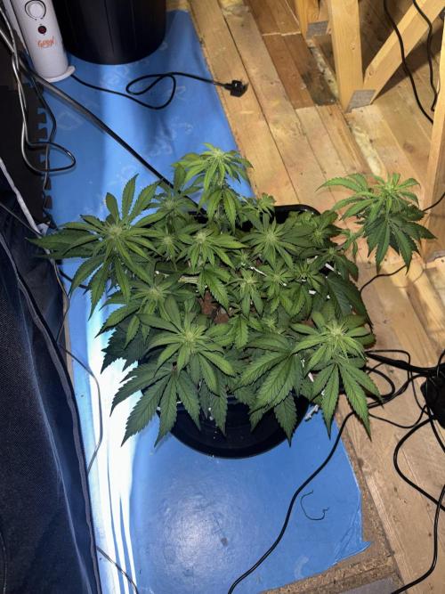 Nuggetz BPP RF3 🍌. Week 6