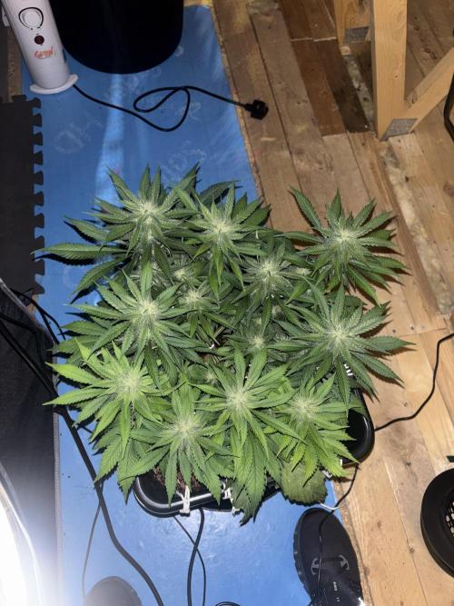 Nuggetz BPP RF3 🍌. Week 7