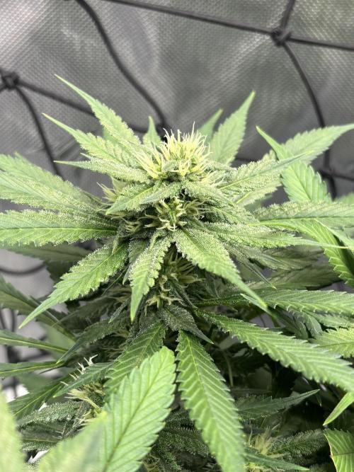 Nuggetz BPP RF3 🍌. Week 7