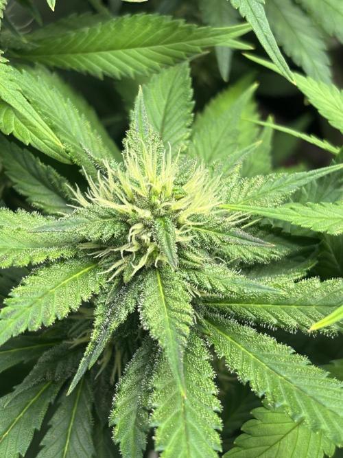 Nuggetz BPP RF3 🍌. Week 7
