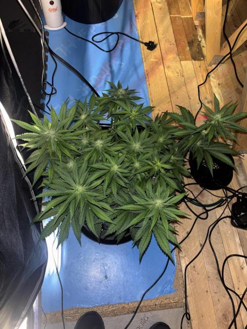 Nuggetz BPP RF3 🍌. Week 7
