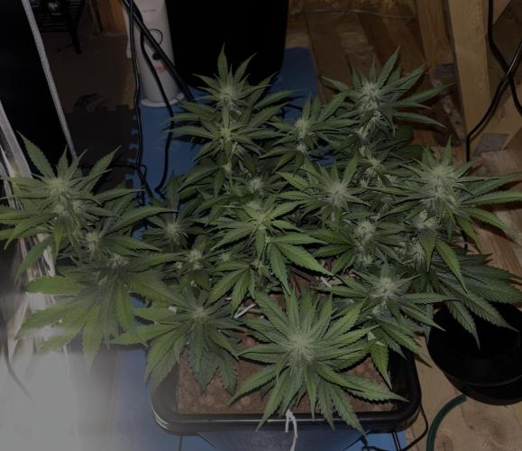 Nuggetz BPP RF3 🍌. Week 8