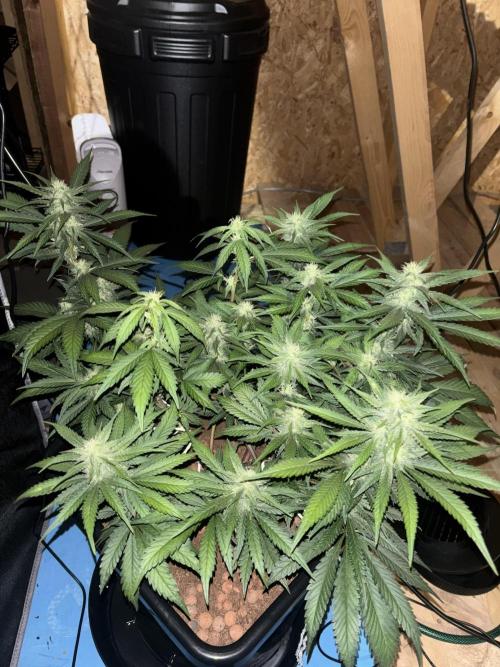 Banana Purple Punch Auto RF3. Week 8