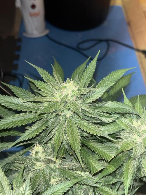 Banana Purple Punch RF3. Week 8