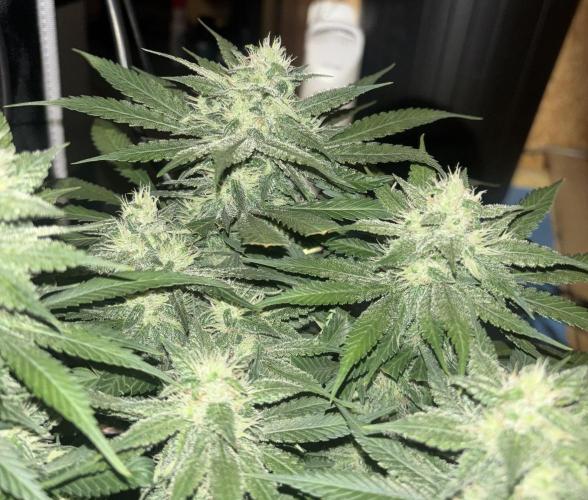 Banana Purple Punch RF3. Week 8