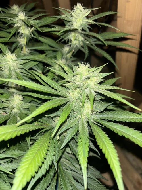 Banana Purple Punch RF3. Week 8