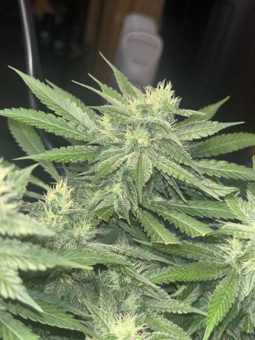 Banana Purple Punch Auto RF3. Week 8