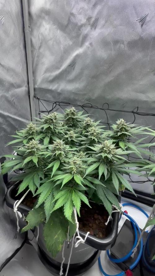 Banana Purple Punch RF3