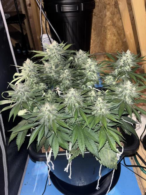 Banana Purple Punch RF3. Week 9