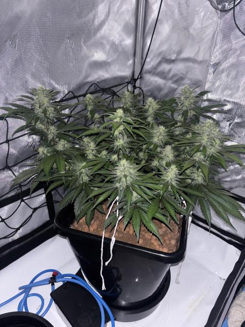 Banana Purple Punch RF3. Week 9