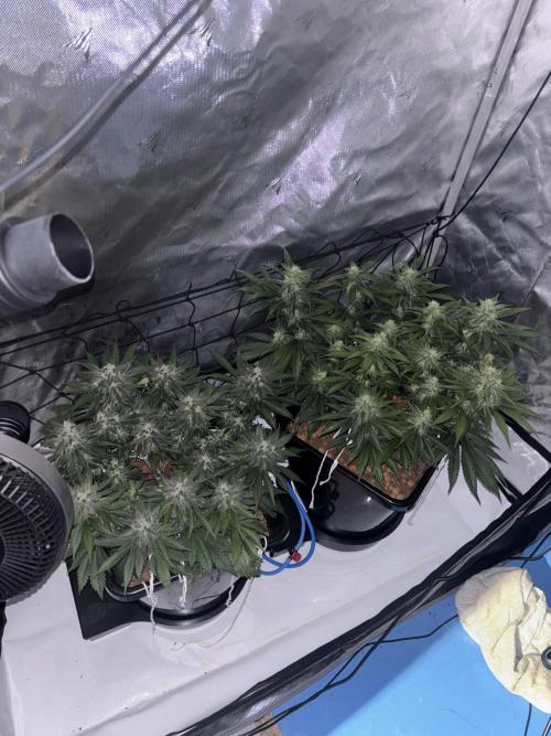 Banana Purple Punch RF3. Week 9
