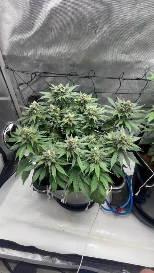 Banana Purple Punch RF3