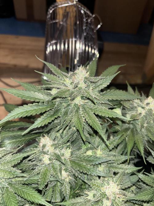 Banana Purple Punch RF3. Week 9