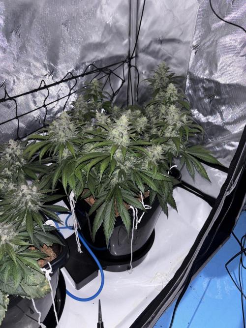 Banana Purple Punch RF3. Week 10