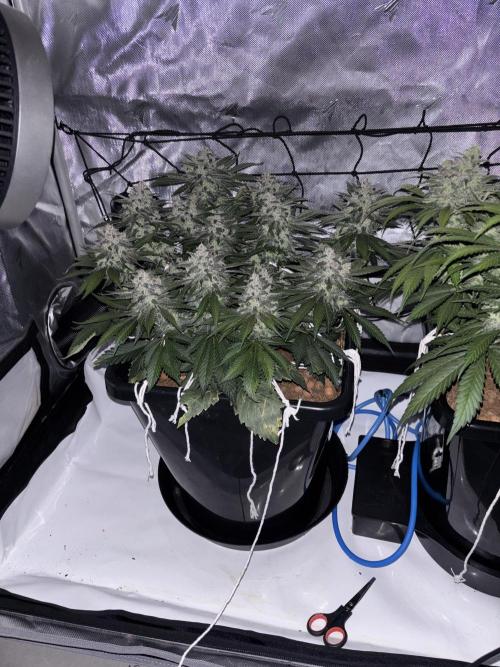 Banana Purple Punch RF3. Week 10